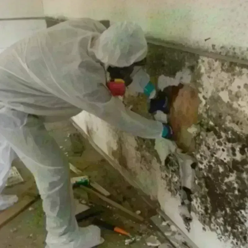 Mold Remediation and Removal in Allen County, IN